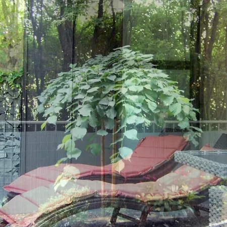 Mecenasa クラクフ