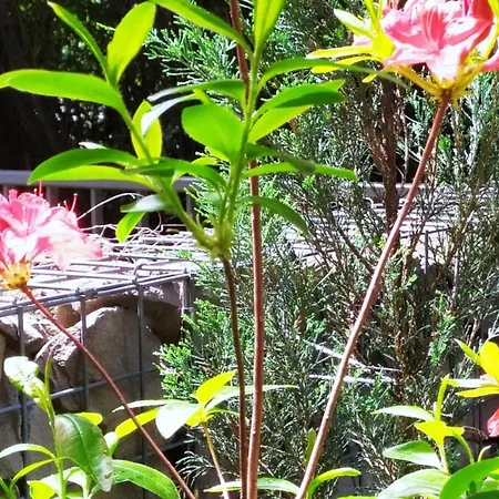 アパート Mecenasa *